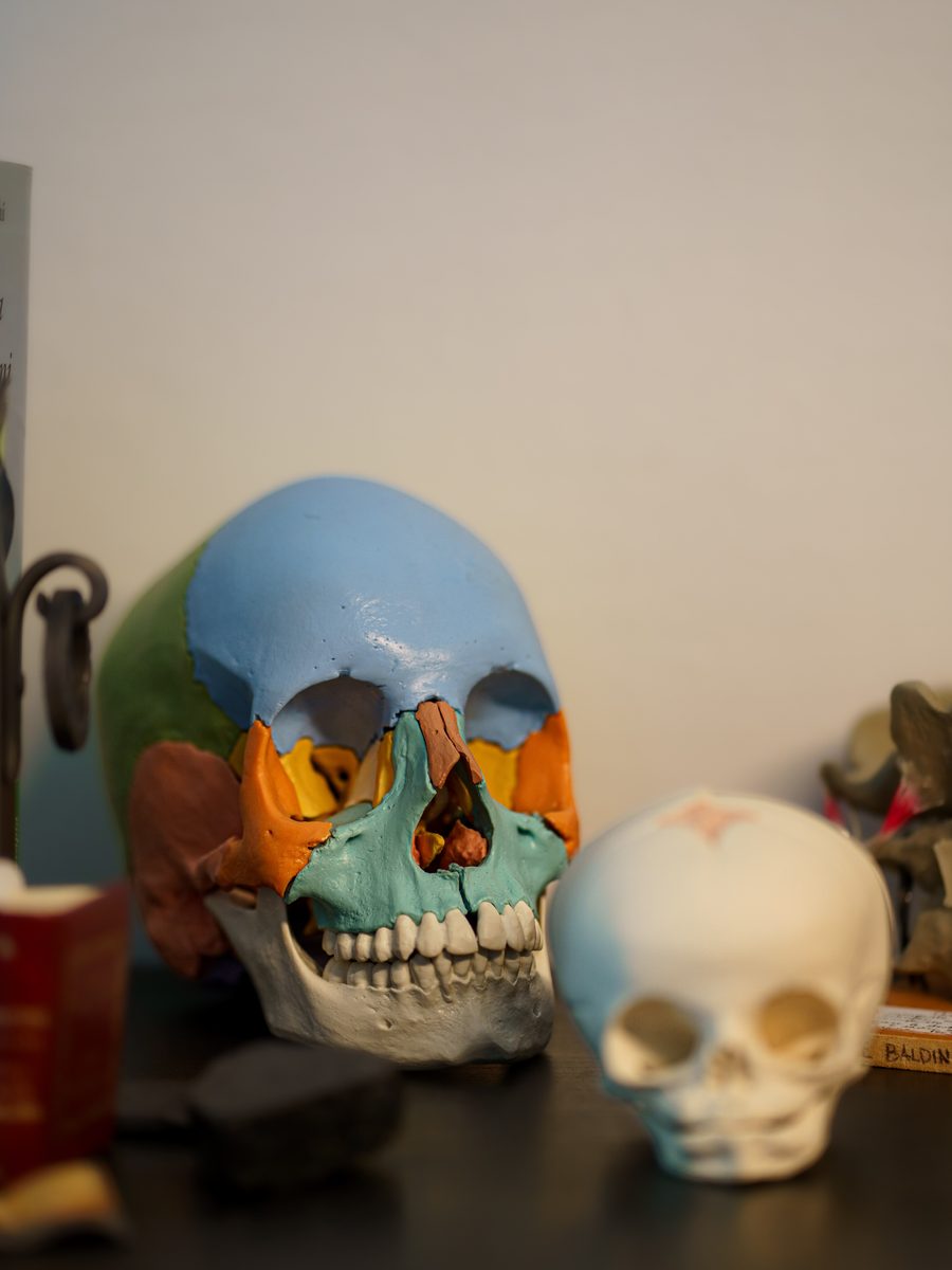 I modelli anatomici di cranio sulla libreria dello studio